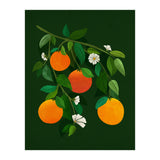 Oranges and Blossoms (Print Only) thumbnail
