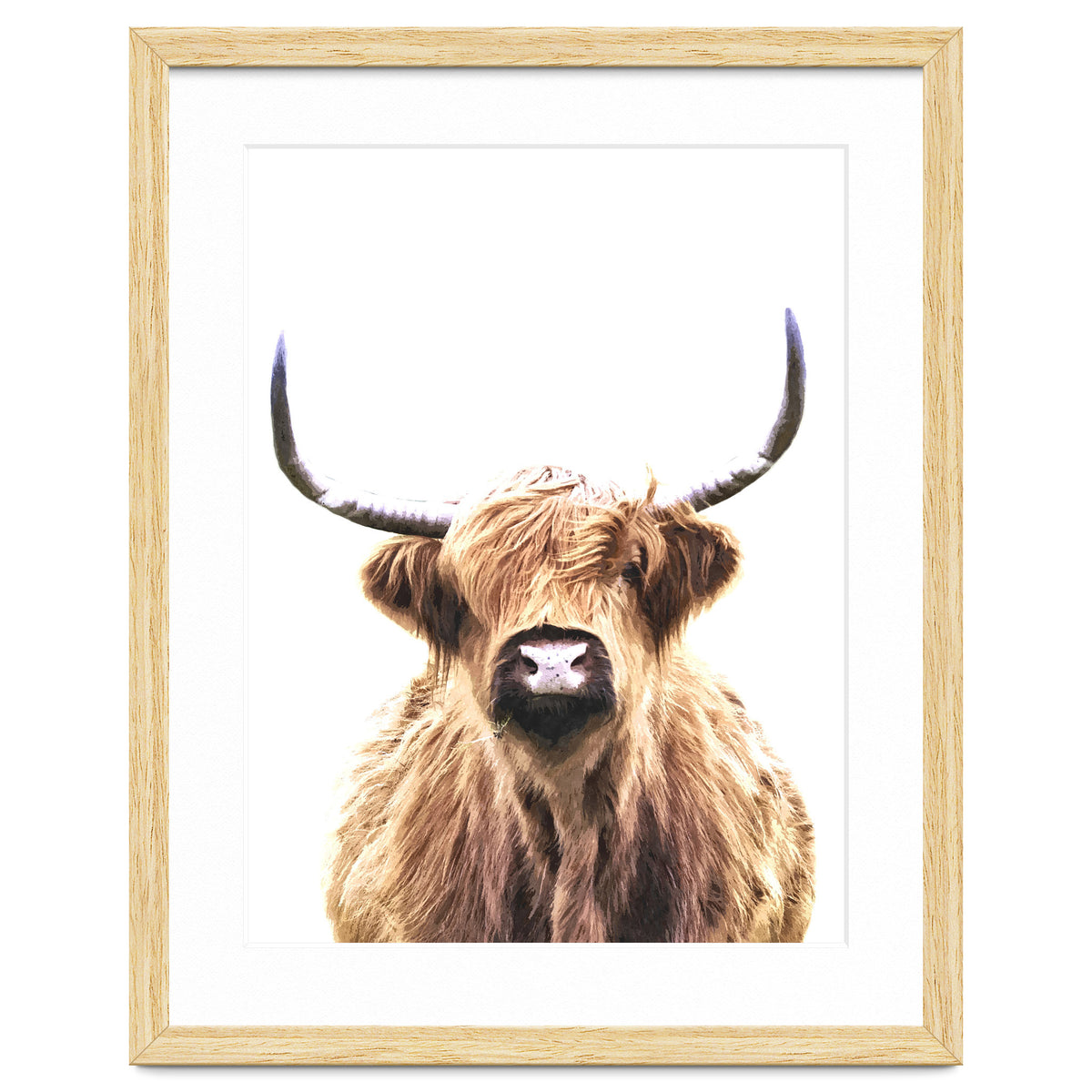 Highland Cow Portrait