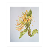 Honeysuckle (Print Only) thumbnail