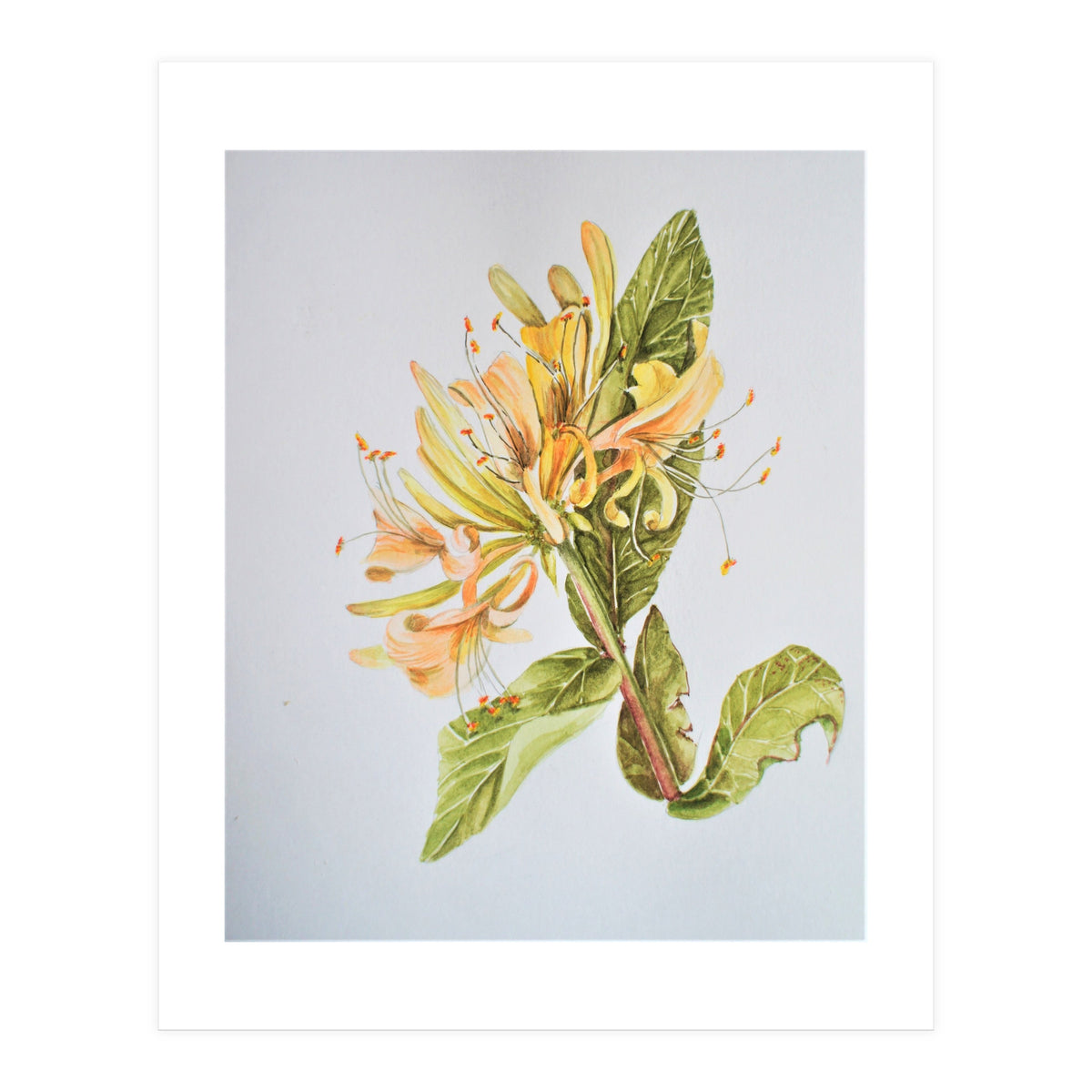 Honeysuckle (Print Only)