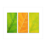 Autumn Leaves (Print Only) thumbnail