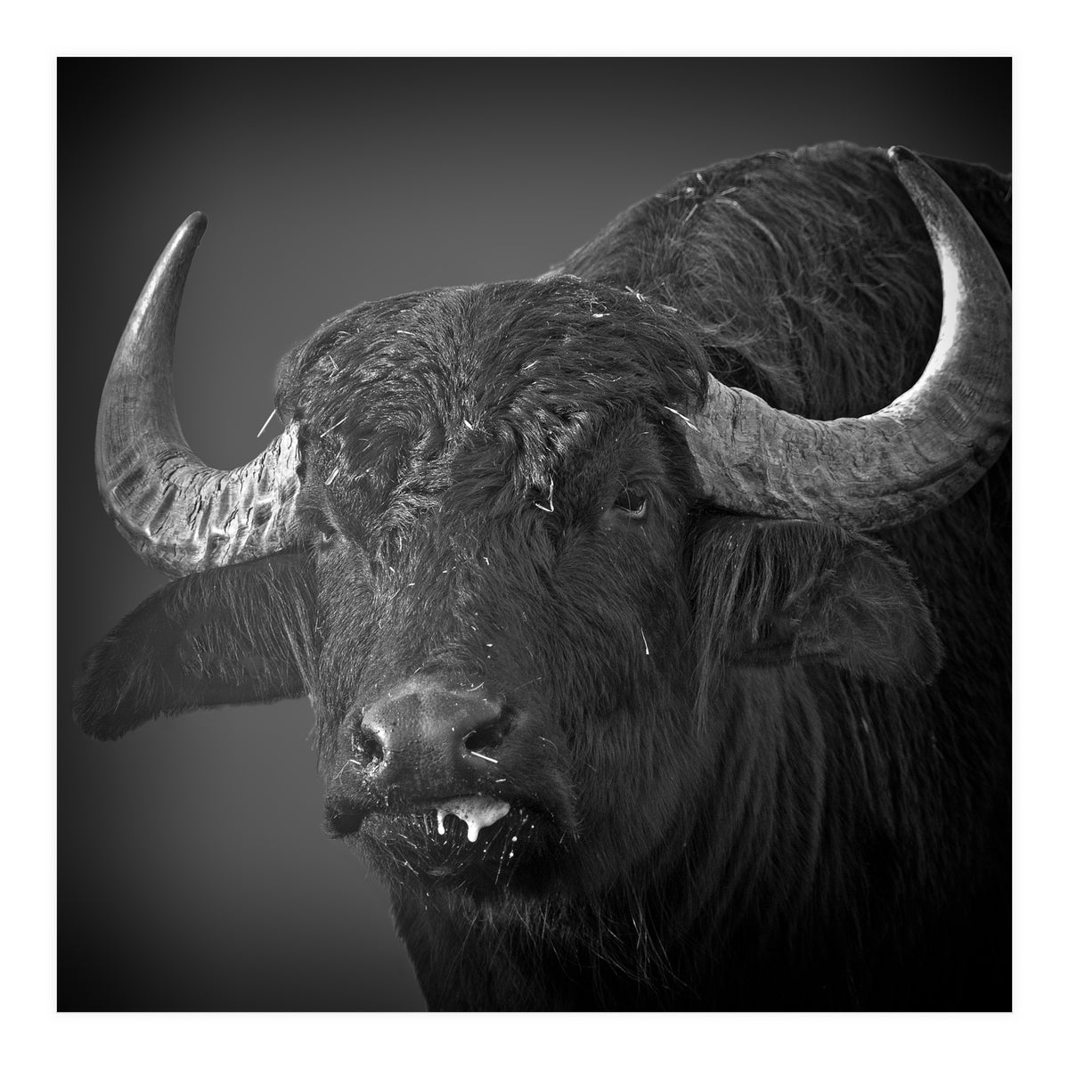 Water buffalo (Print Only)
