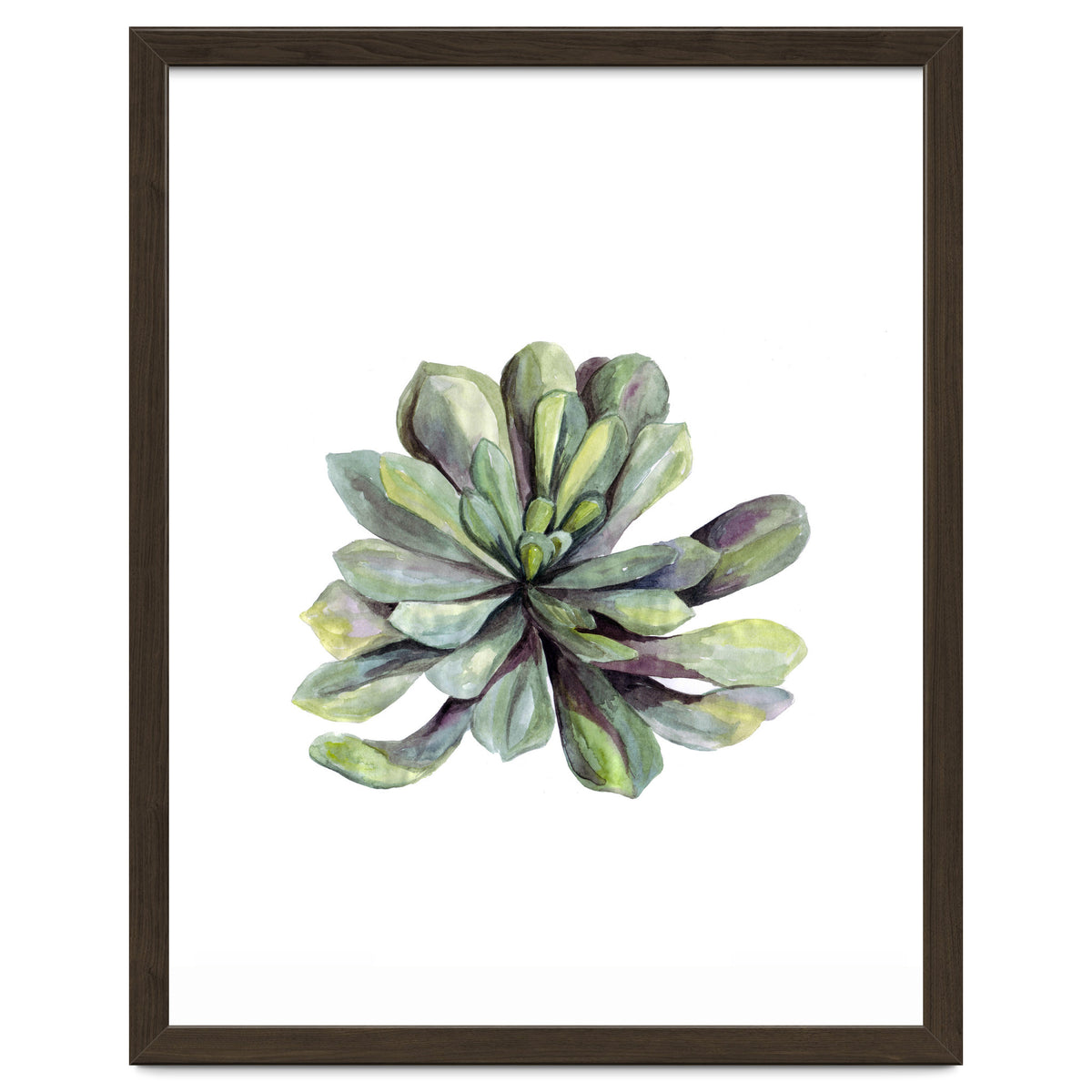 Botanical Illustration Succulent