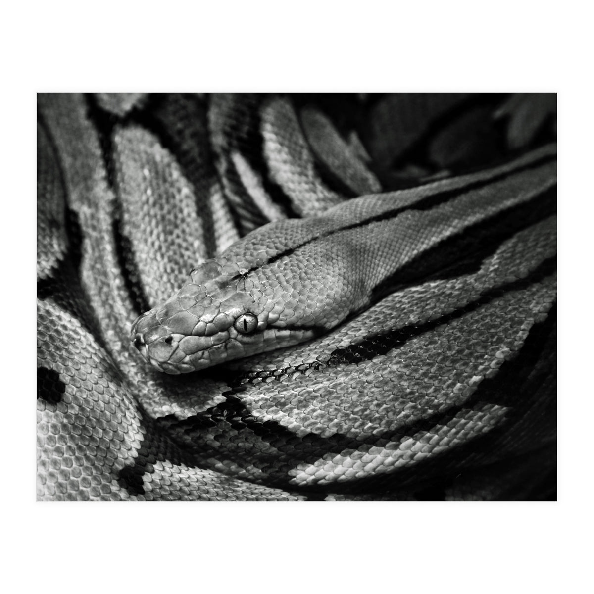 Snake (Print Only)