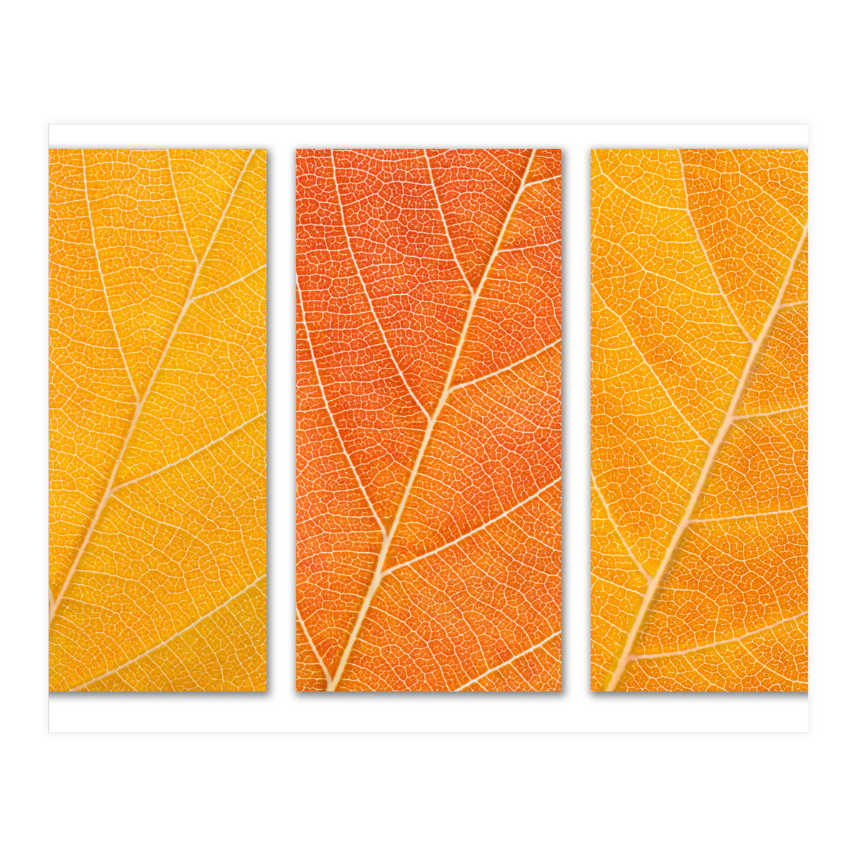 Autumn Leaves (Print Only)