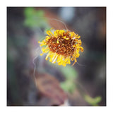 yellow daisy (Print Only) thumbnail