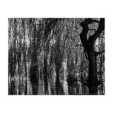 Weeping Willow (Print Only) thumbnail