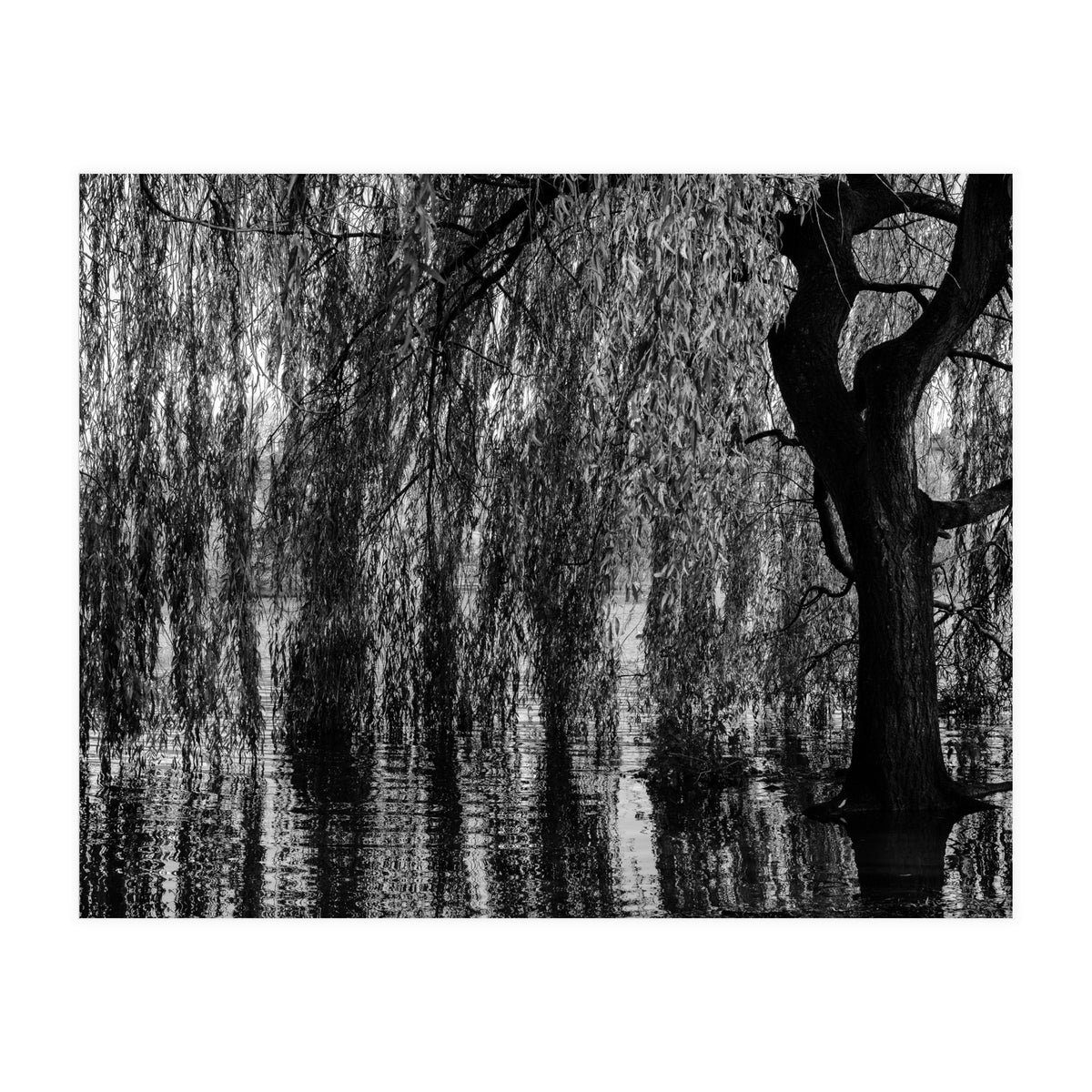 Weeping Willow (Print Only)