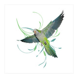 Flying quaker parrot (Print Only) thumbnail