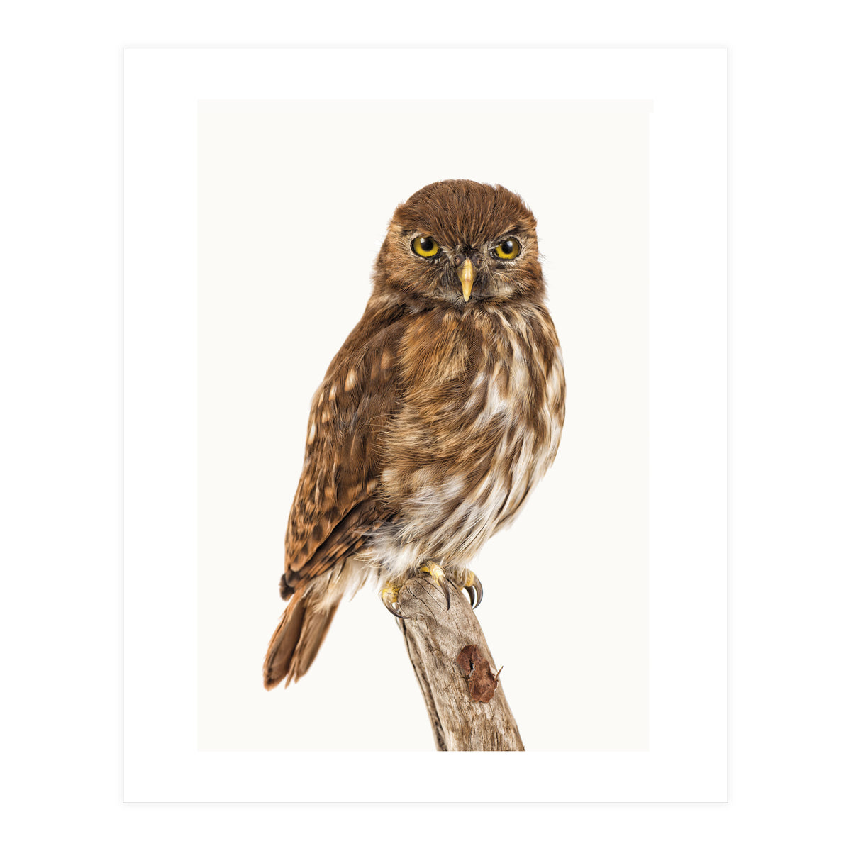 Cc Birds 10 (Print Only)