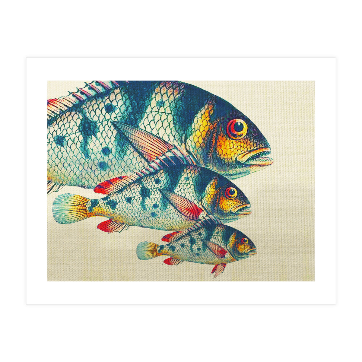 Fish Classic Designs 3 (Print Only)
