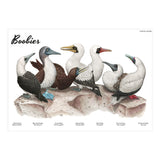 Boobies (Print Only) thumbnail