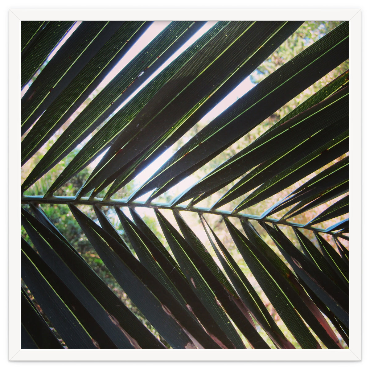 Palm leaf