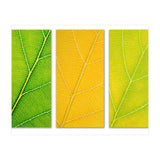 Autumn Leaves (Print Only) thumbnail