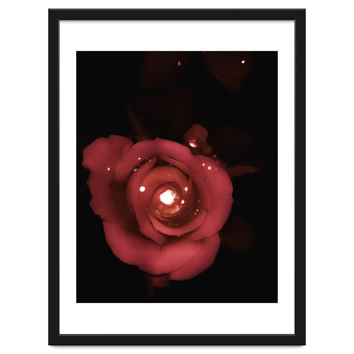 Lighting Rose