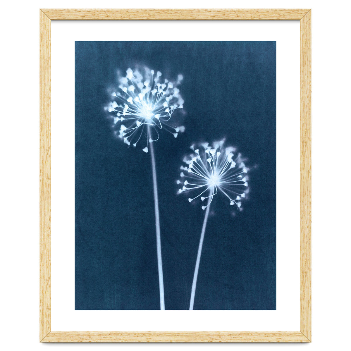 Indigo Dandelion
