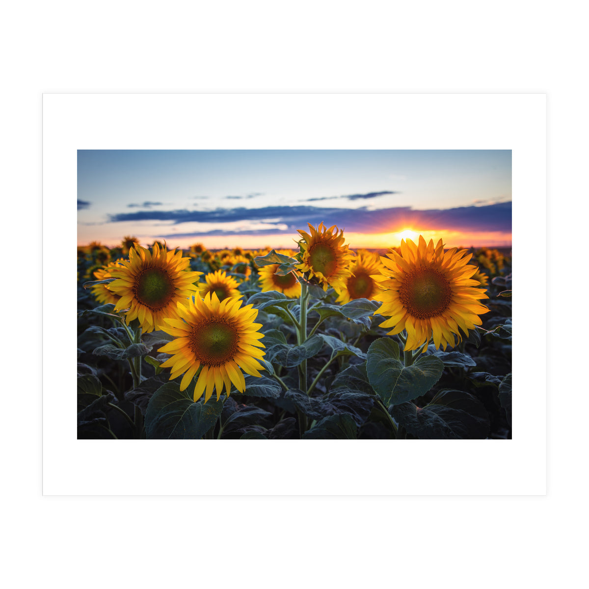 Sunflowers (Print Only)