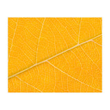 Autumn Leaf (Print Only) thumbnail