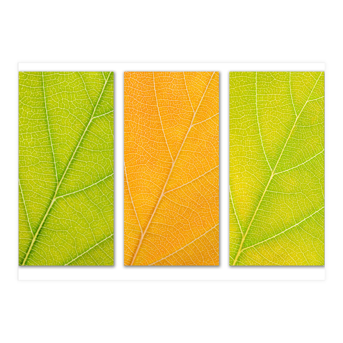 Autumn Leaves (Print Only)