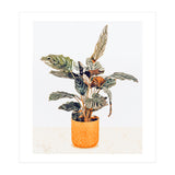 Botany II (Print Only) thumbnail