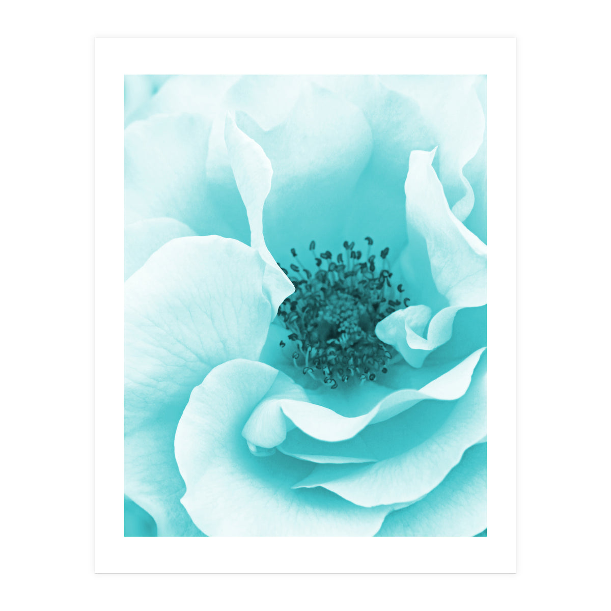 Blue Rose (Print Only)