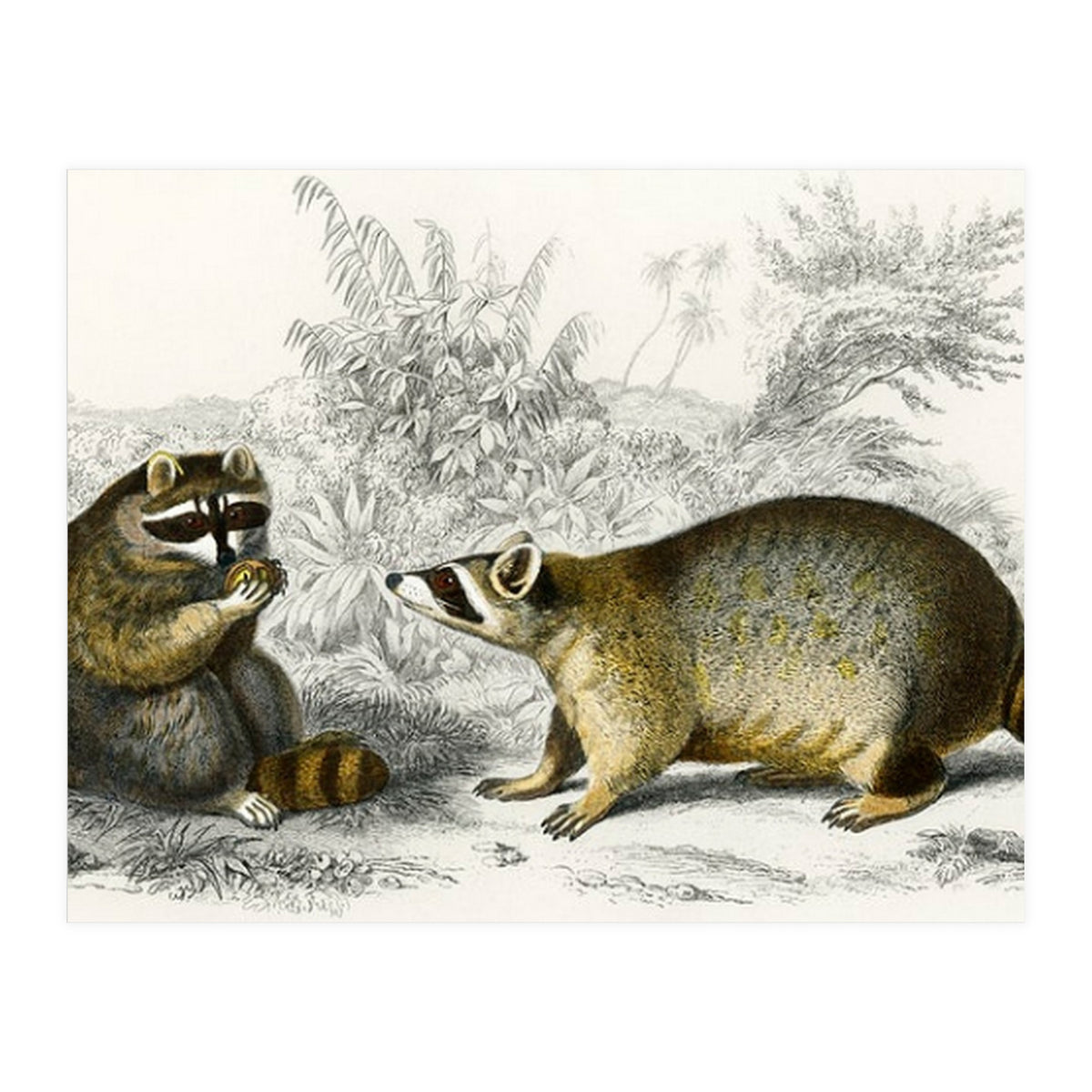 Raccoon illustrated (Print Only)