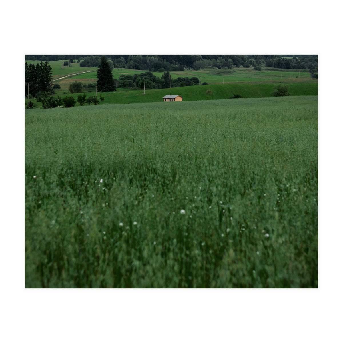 Green House (Print Only)