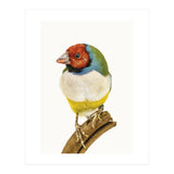 Cc Birds 06 (Print Only) thumbnail