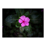 Floral vibes (Print Only) thumbnail