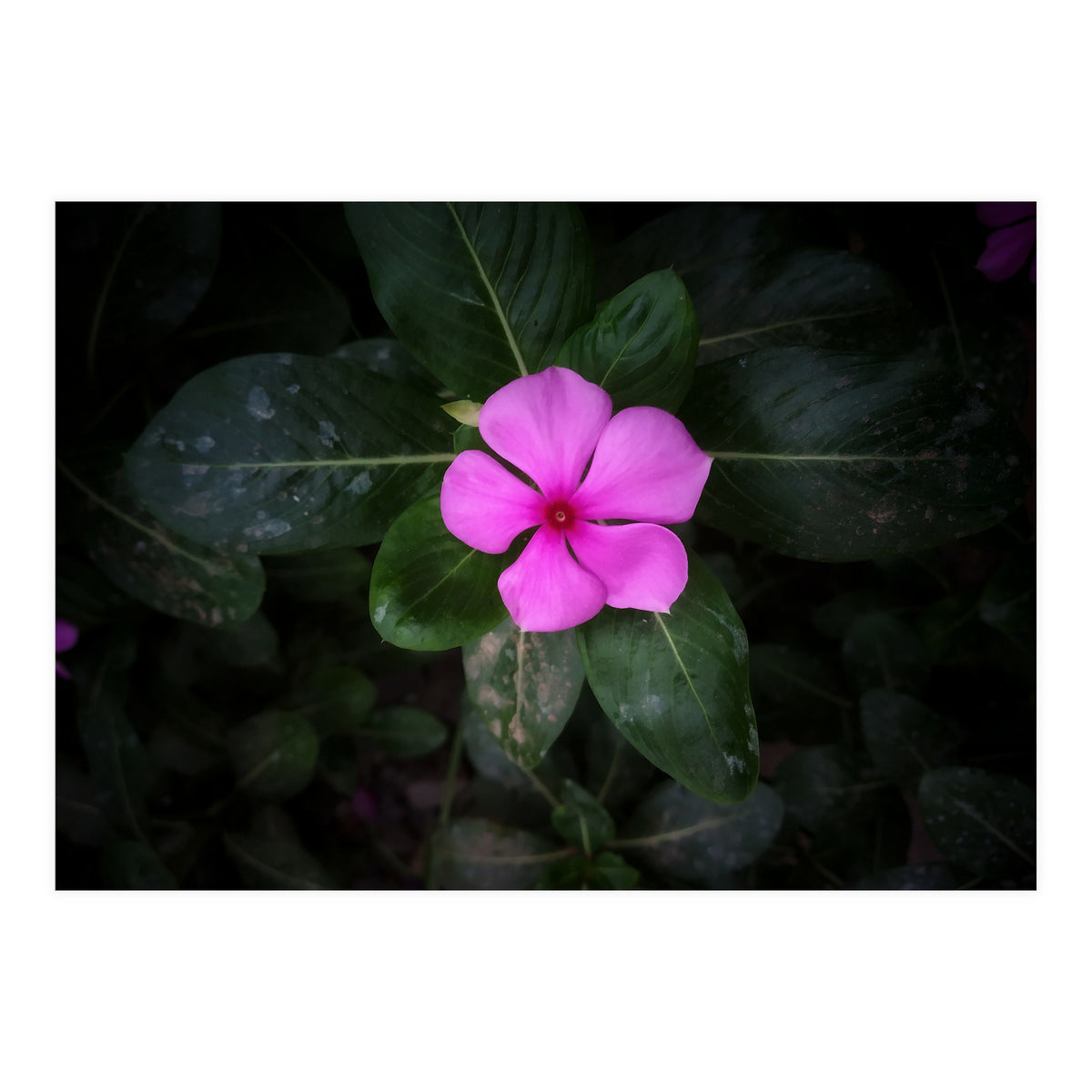 Floral vibes (Print Only)