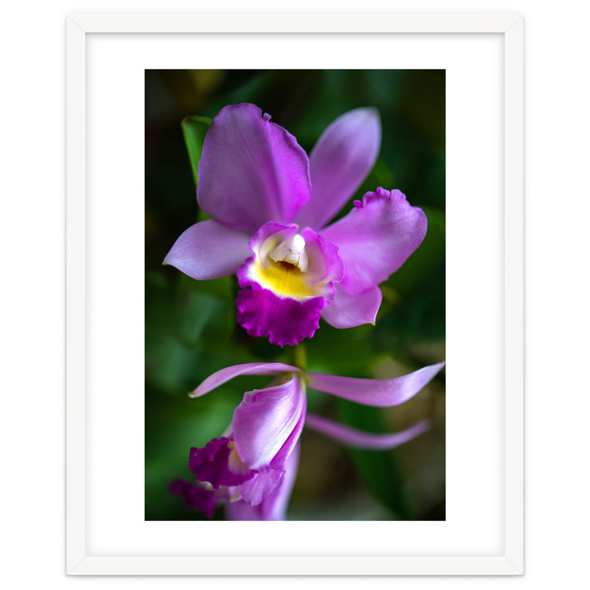 Cattleya Orchidee