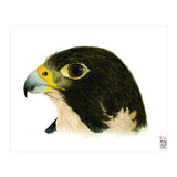 Peregrine falcon (Print Only) thumbnail