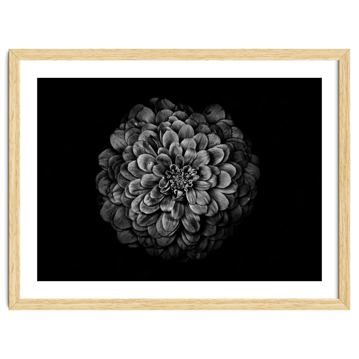 Backyard Flowers In Black And White 54