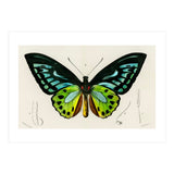 Green birdwing illustrated (Print Only) thumbnail