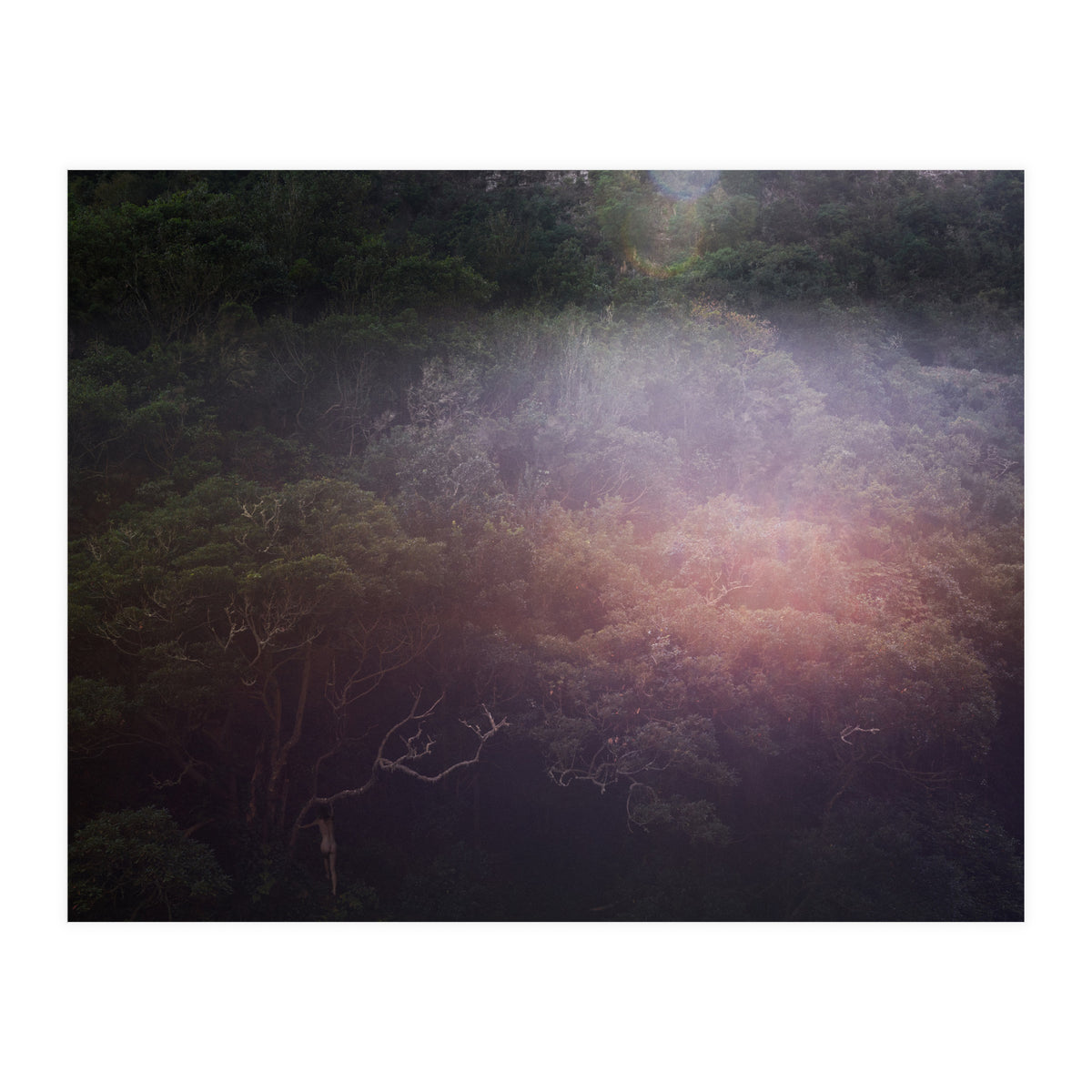 Into the Wild (Print Only)