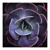 DARKSIDE OF SUCCULENTS VII (Print Only) thumbnail
