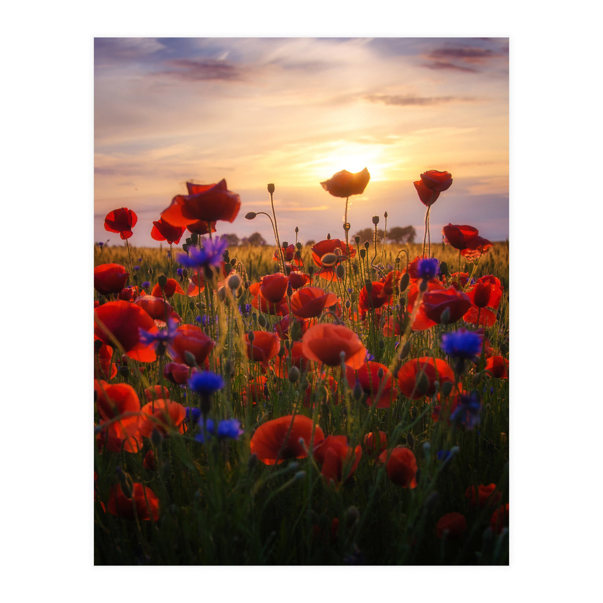Poppiesfield at Sunrise (Print Only)