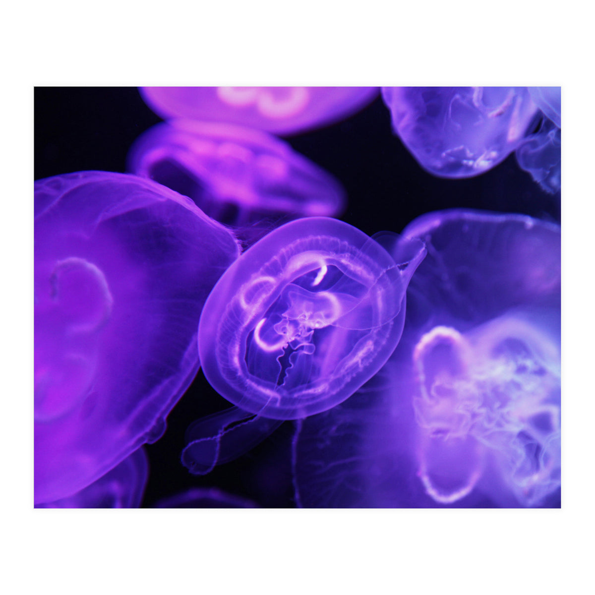 Jellyfish (Print Only)
