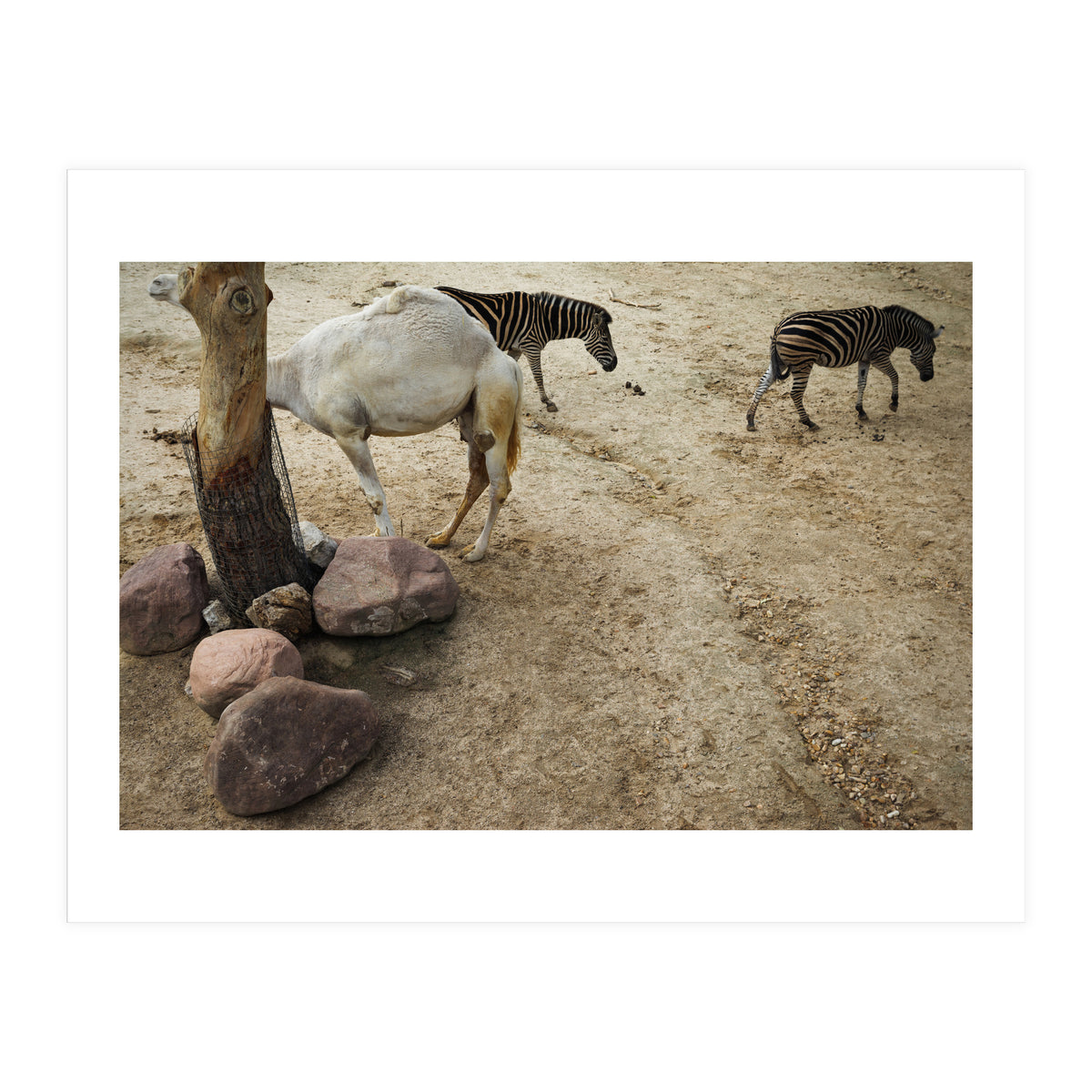 Hiding Game (Print Only)