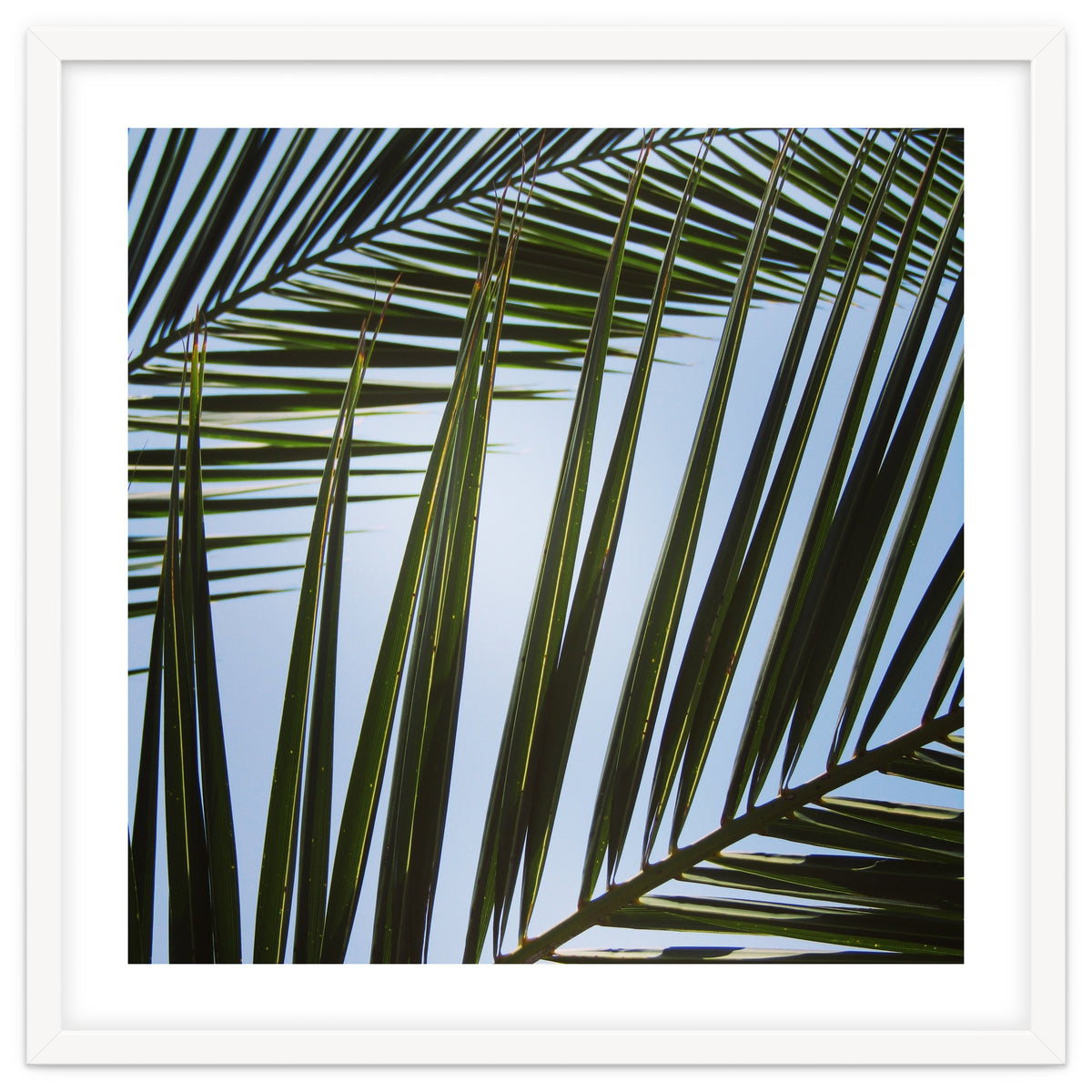 palm fronds