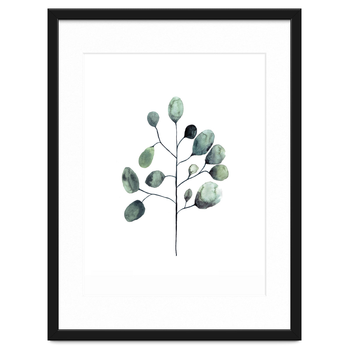 Botanical Illustration Eukalyptus