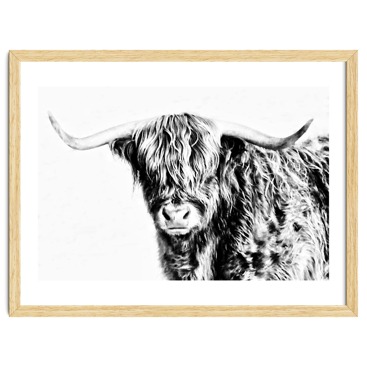 Highland bull