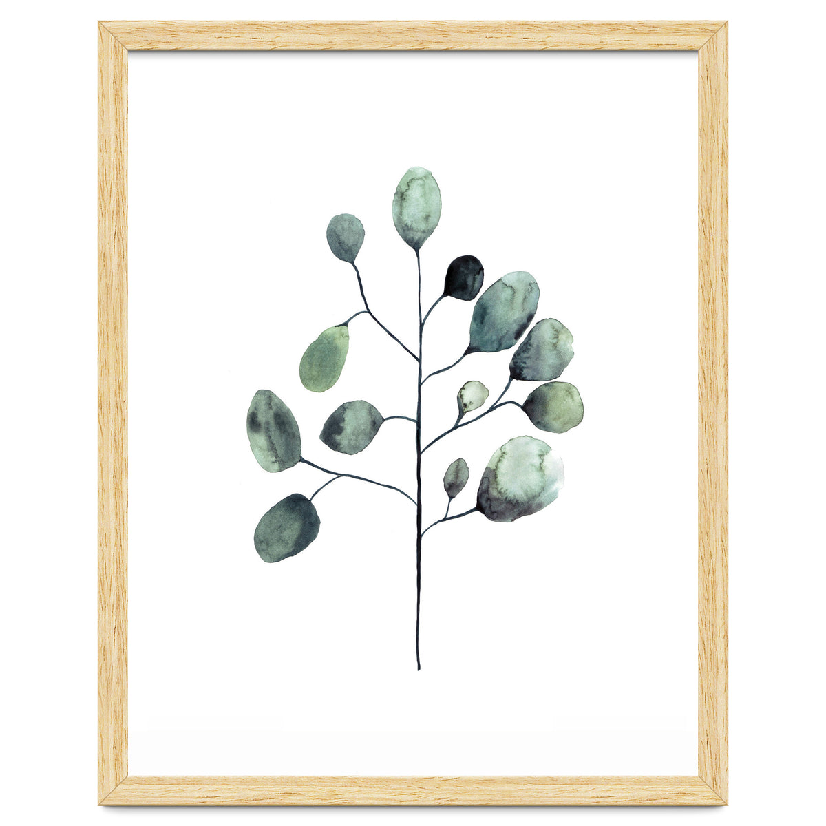 Botanical Illustration Eukalyptus