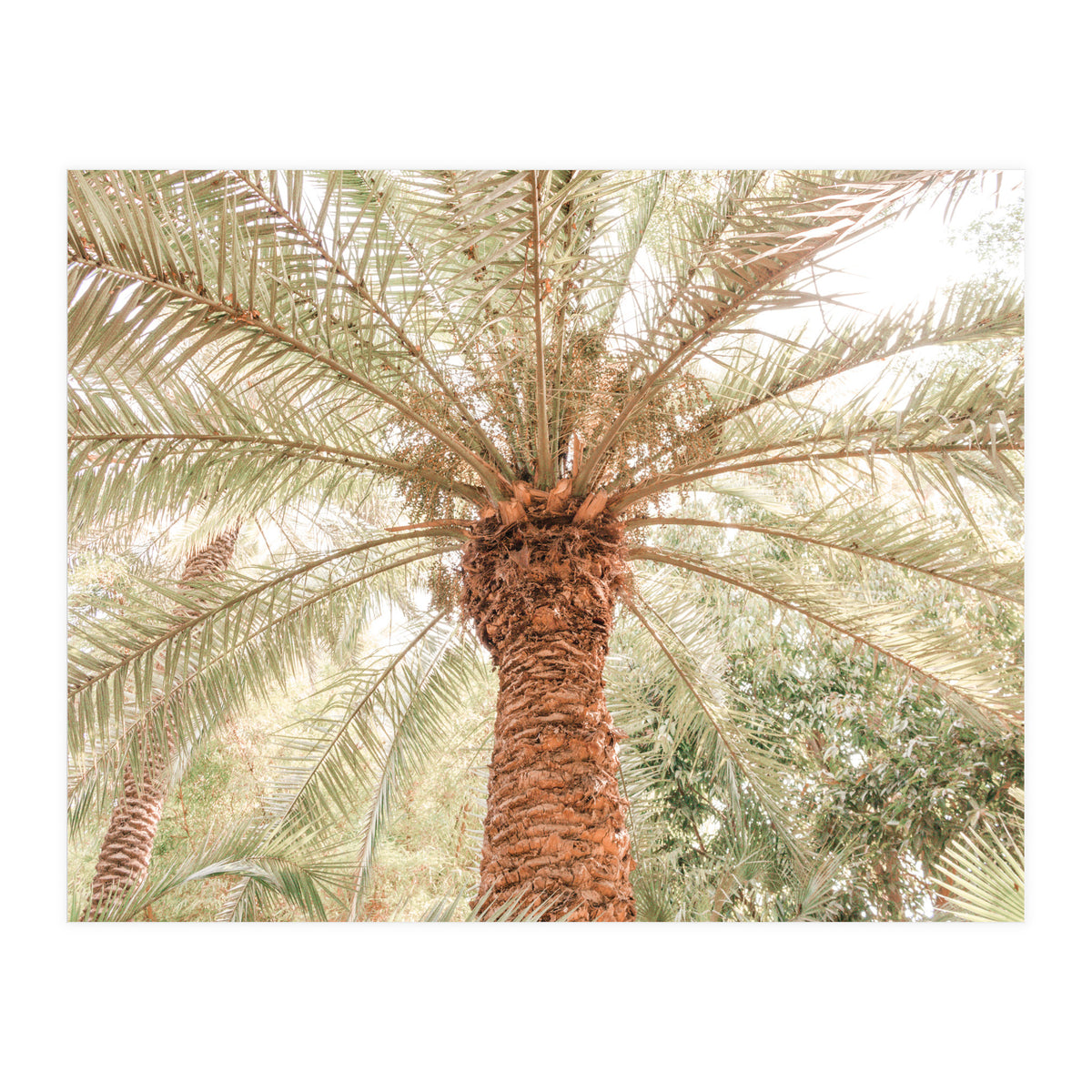 Tropical Palm Tree (Print Only)