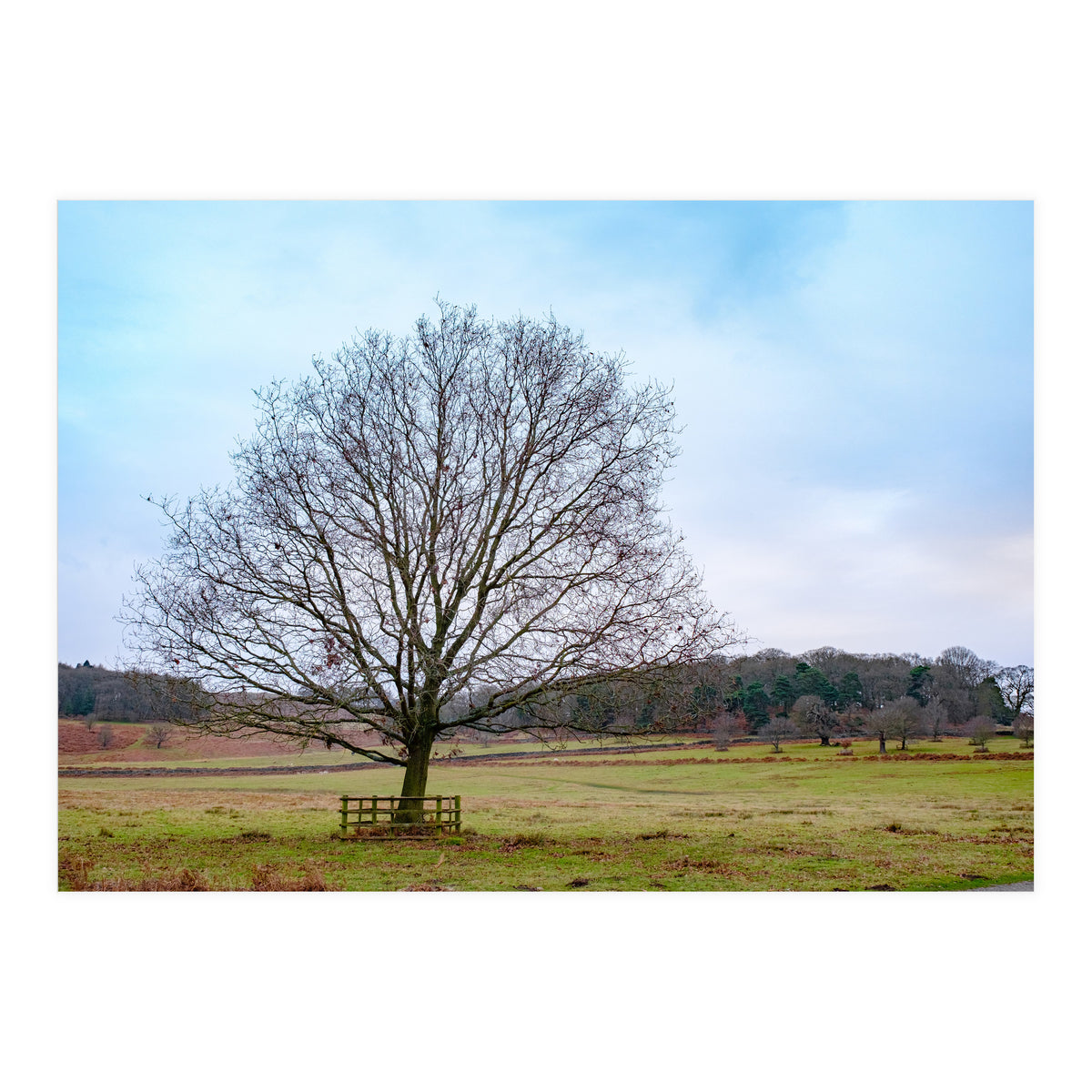 Young Oak Tree in Winter  (Print Only)
