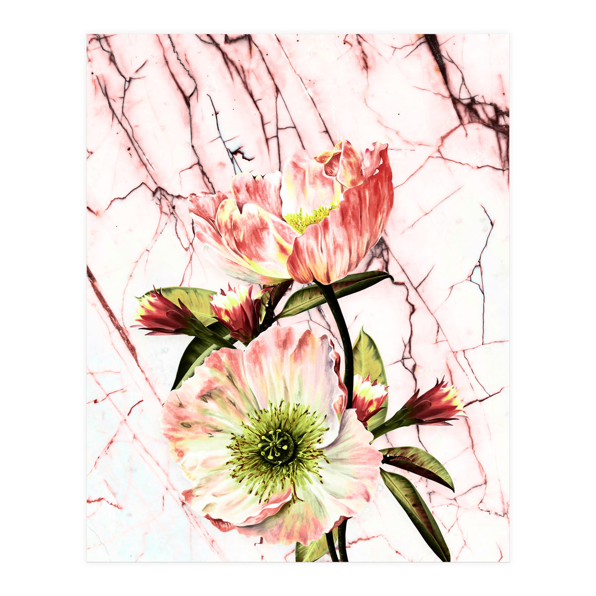 Flowering on pink marble (Print Only)