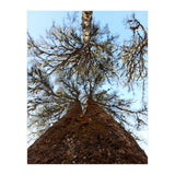 Ataraxia - Tree Series 2 (Print Only) thumbnail