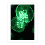 Jellyfish (Print Only) thumbnail