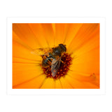 Bee Kinder (Print Only) thumbnail