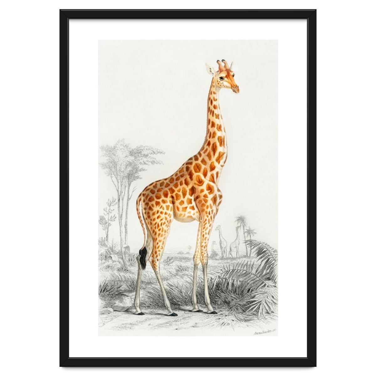 Giraffe illustration